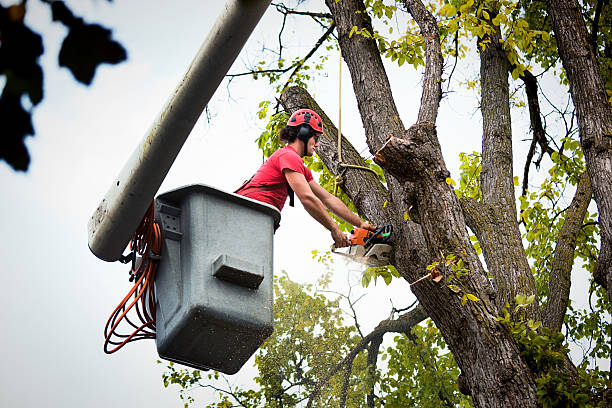 Best Tree Preservation Services  in Remsenburg Speonk, NY